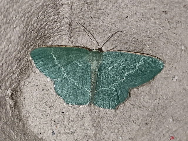 Chlorissa cloraria - sárgászöld araszoló