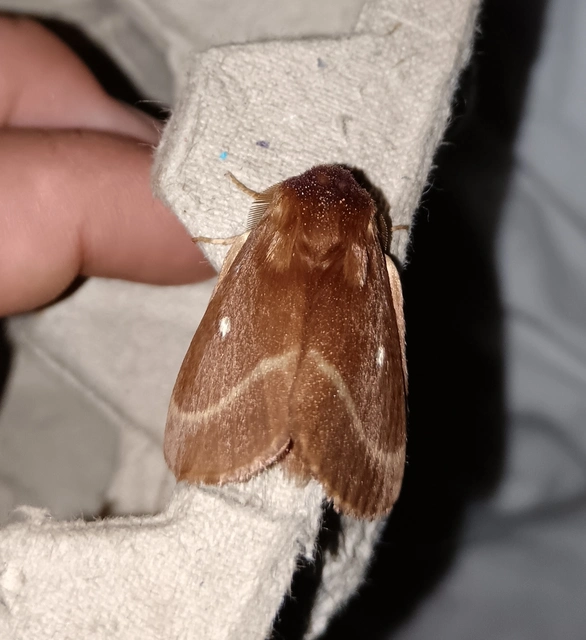 Lasiocampa trifolii - lóhereszövő