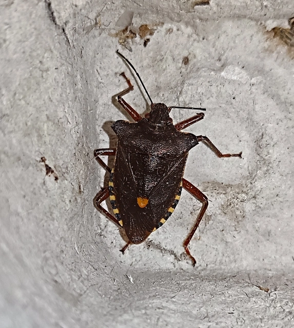 Pentatoma rufipes - vöröslábú címerespoloska Pentatoma rufipes - vöröslábú címerespoloska