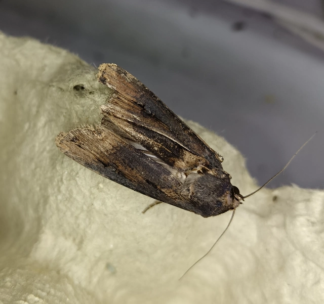 Agrotis ipsilon - nagy földibagoly