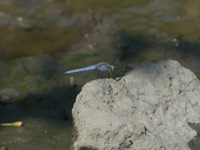 Orthetrum brunneum - pataki pásztorszitakötő