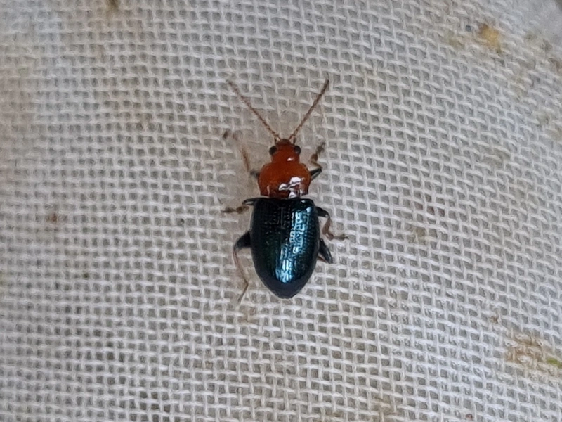 Neocrepidodera femorata - feketecombú kenderkefű-földibolha