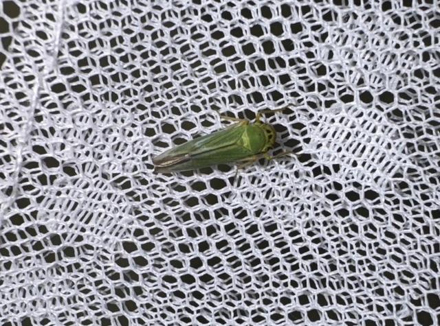 Cicadella viridis - méregzöld kabóca