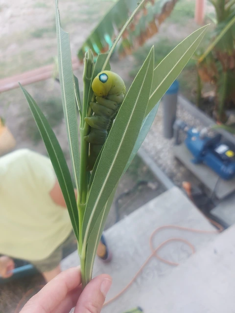 Daphnis nerii - oleanderszender
