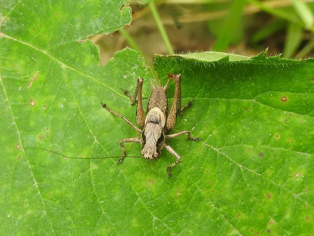 Pholidoptera griseoaptera - szürke avarszöcske