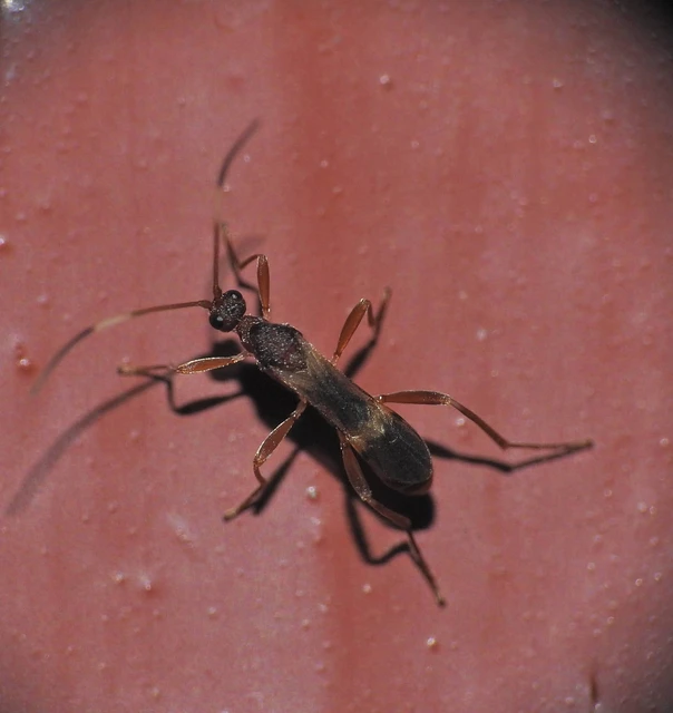 Hymenoptera - Hártyásszárnyúak