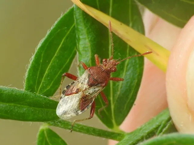 Rhopalus subrufus - vörös üvegszárnyú-poloska