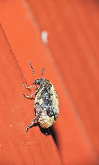 Megabruchidius dorsalis - foltoshátú lepényfazsizsik
