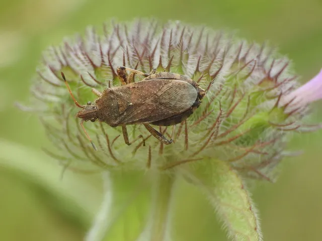 Ceraleptus gracilicornis - tüskéslábú karimáspoloska