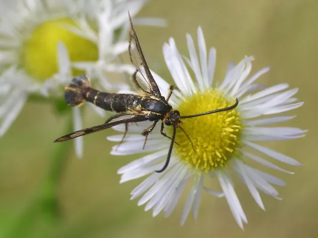 Sesiidae - szitkárfélék