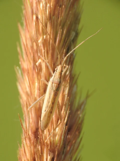 Stenodema
