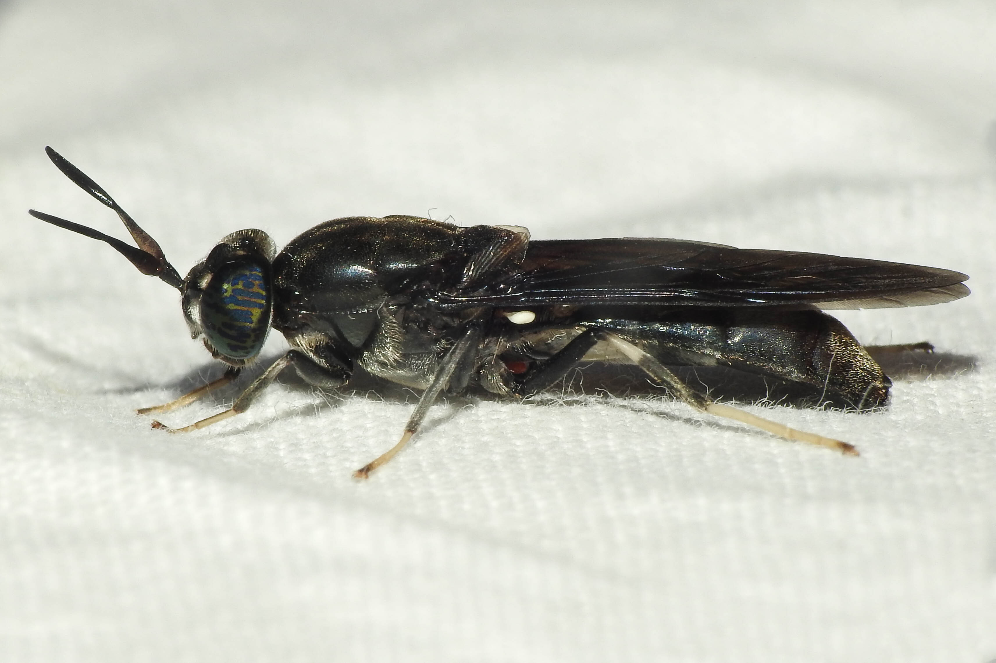 Hermetia illucens