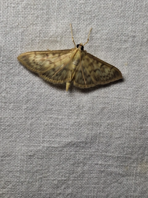 Patania ruralis - csalánevő tűzmoly