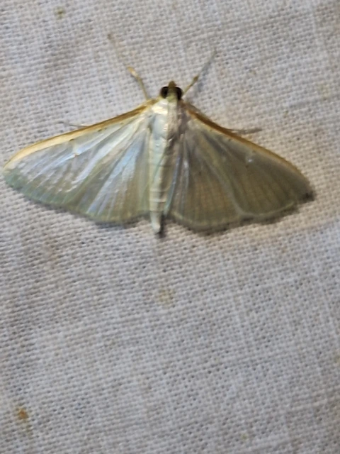 Palpita vitrealis - hófehér tűzmoly