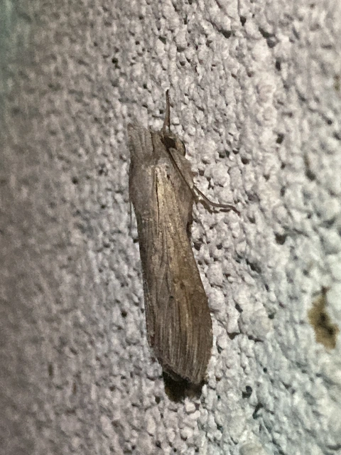 Cucullia umbratica - közönséges csuklyásbagoly