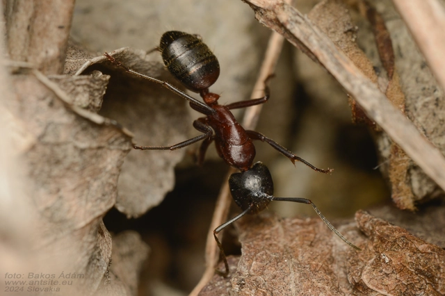 Camponotus ligniperda - faodvasító lóhangya