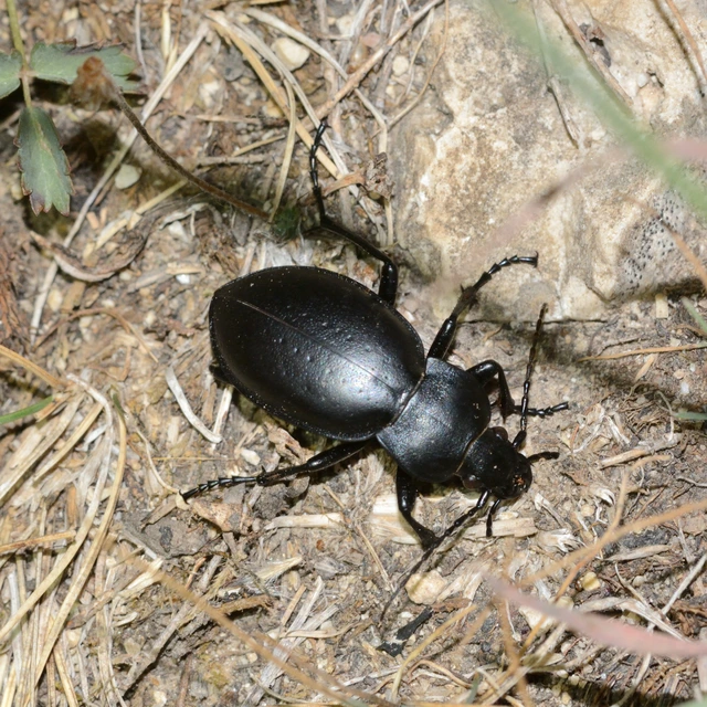 Carabus hungaricus - magyar futrinka