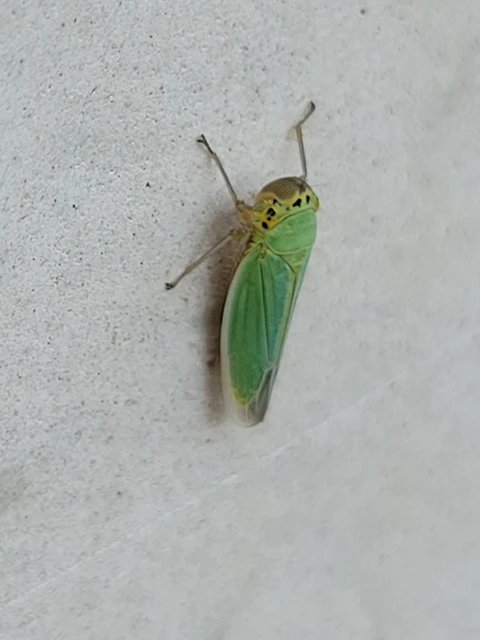 Cicadella viridis - méregzöld kabóca