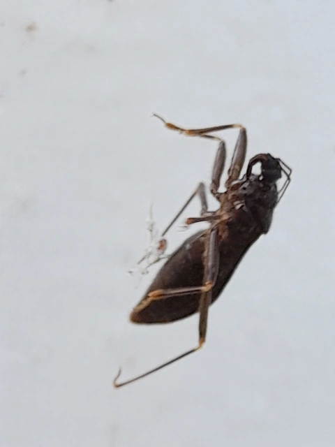 Reduvius personatus - szemetes zugpoloska