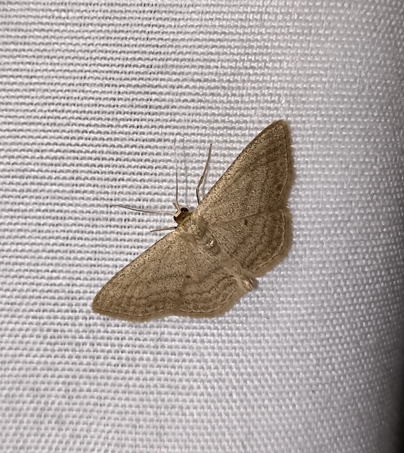 Scopula virgulata - vesszős sávosaraszoló