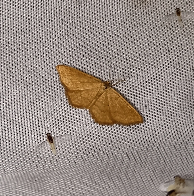 Idaea serpentata - kis sávosaraszoló