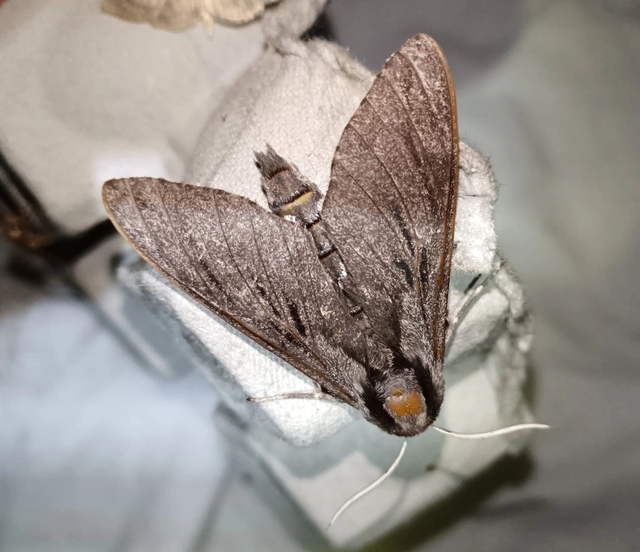 Hyloicus pinastri - fenyőszender
