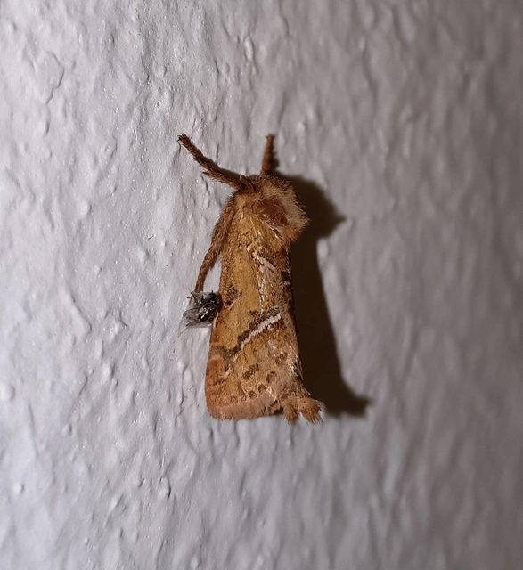 Triodia sylvina - kis gyökérrágólepke