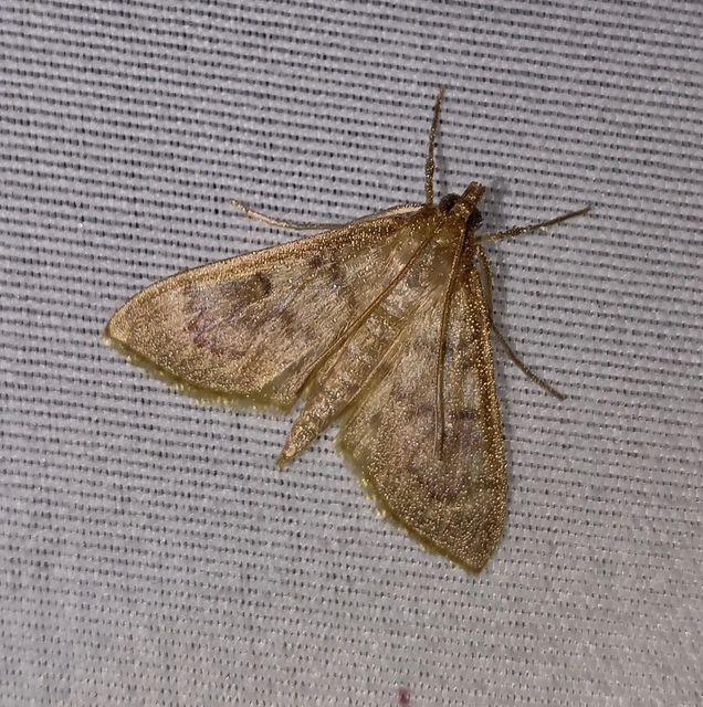 Patania ruralis - csalánevő tűzmoly