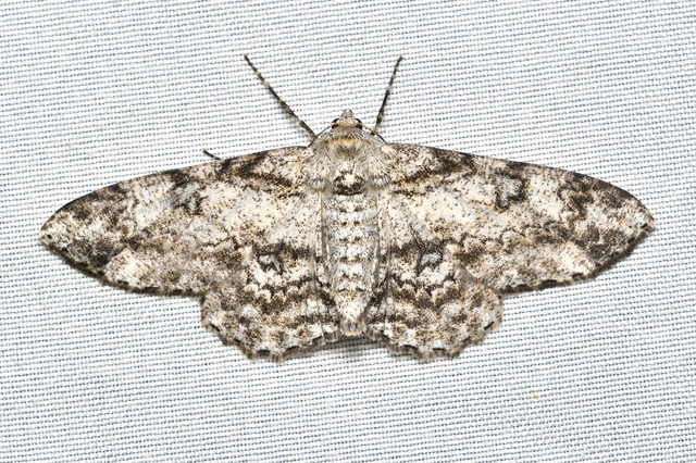 Ascotis selenaria - holdas faaraszoló