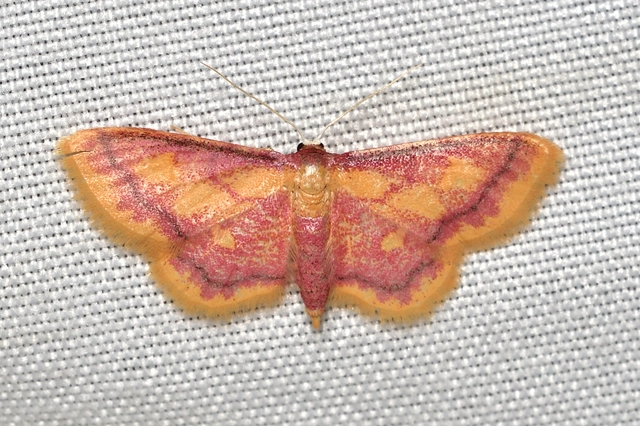Idaea muricata - mocsári pirosaraszoló