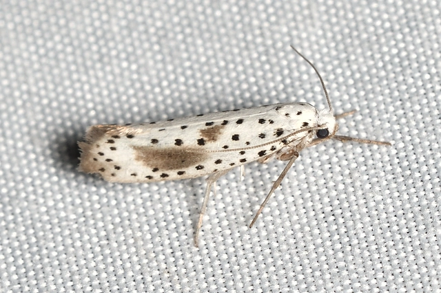 Yponomeuta irrorella - pókhálós kökénymoly