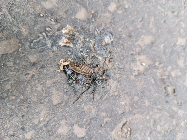 Carabus granulatus - mezei futrinka