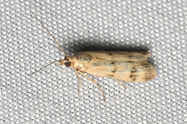 Homoeosoma sinuella - agyagsárga karcsúmoly