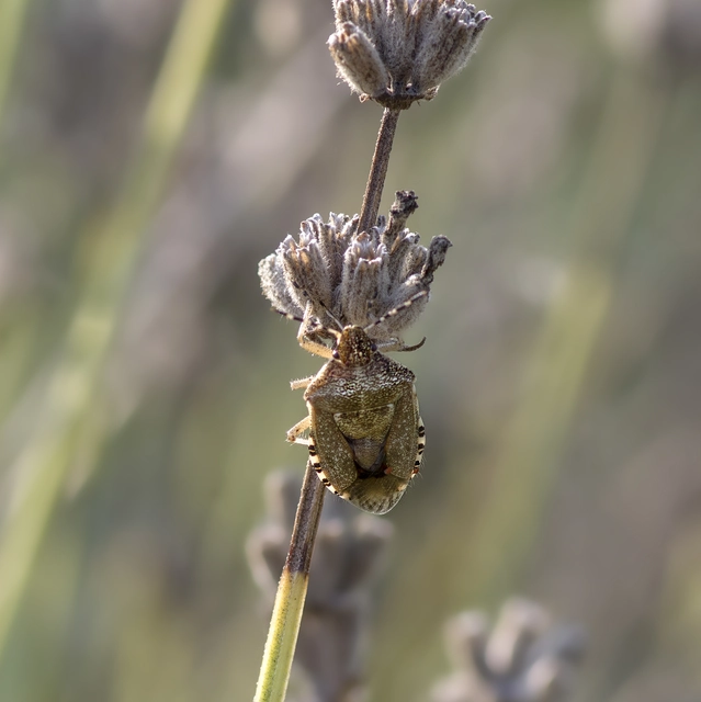 Dolycoris baccarum - közönséges bogyómászó-poloska Dolycoris baccarum - közönséges bogyómászó-poloska