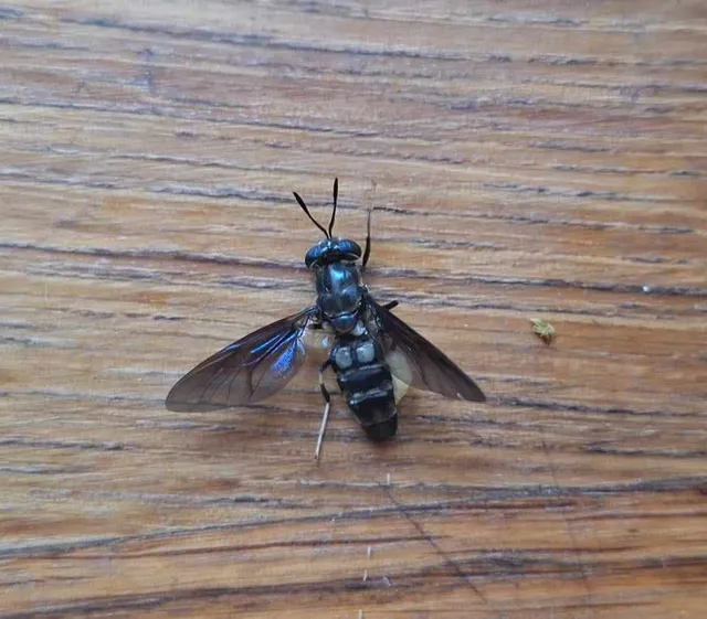 Hermetia illucens