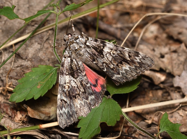 Catocala promissa - kis tölgyfa-övesbagoly
