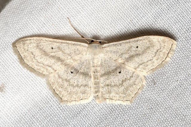 Scopula nigropunctata - feketepettyes araszoló
