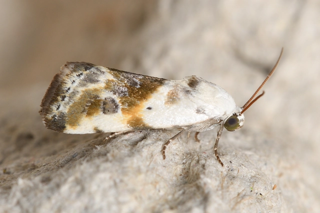 Ponometia candefacta - parlagfűbagoly