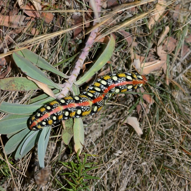 Hyles euphorbiae - kutyatejszender