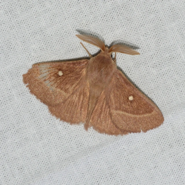 Lasiocampa trifolii - lóhereszövő