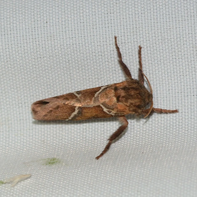 Triodia sylvina - kis gyökérrágólepke