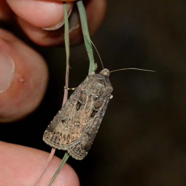 Agrotis bigramma - kétjegyű földibagoly