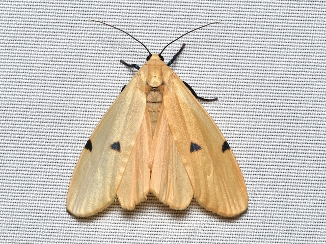 Lithosia quadra - négypettyes zuzmószövő