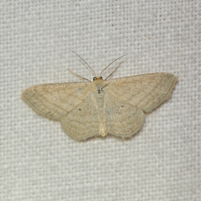 Scopula virgulata - vesszős sávosaraszoló