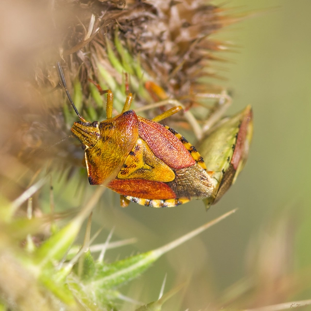 Carpocoris Carpocoris