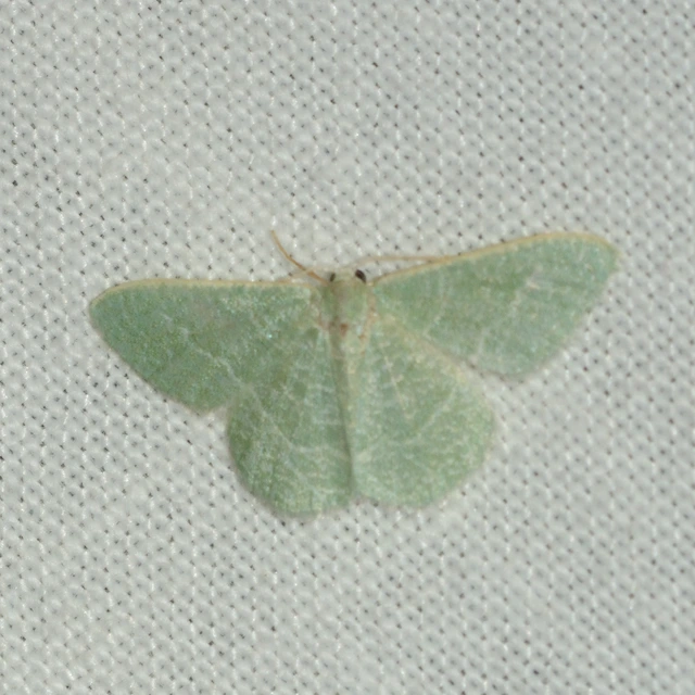 Phaiogramma etruscaria - fehérpettyes zöldaraszoló