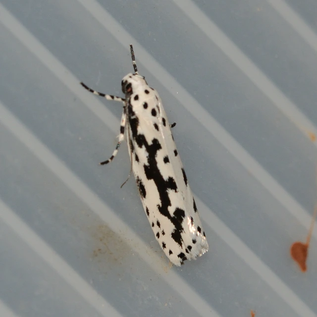 Ethmia