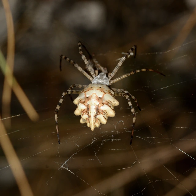 Argiope lobata - karéjos keresztespók