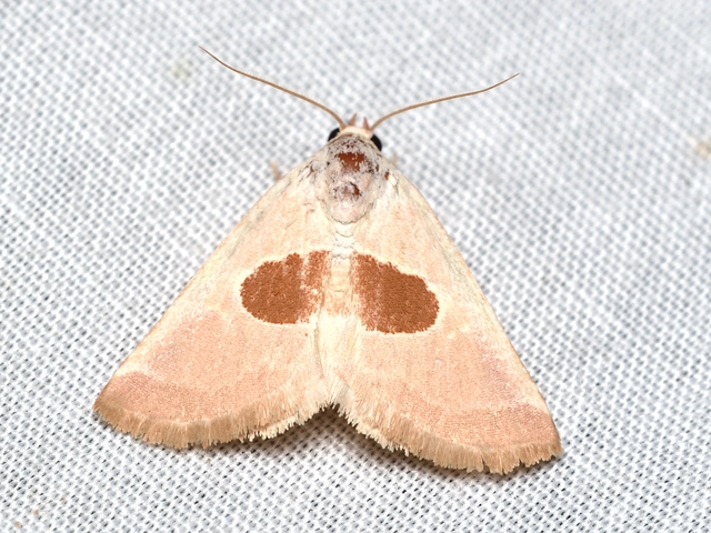 Calymma communimacula - pajzstetűfaló bagoly