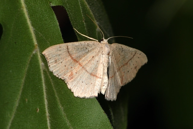 Cyclophora punctaria - sávos pettyesaraszoló